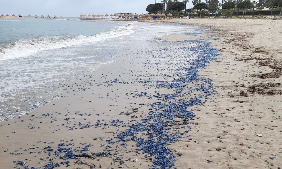 Mantell blau a les platges cambrilenques a causa de les velelles o barquetes de Sant Pere