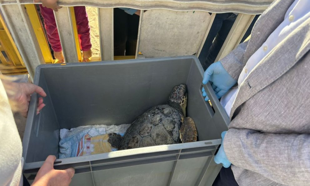 Alliberen una tortuga a la platja del Regueral